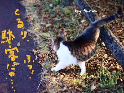 田貫湖で出会った猫♪ 景気は まだだにゃ・・・・・