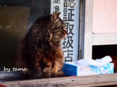 湖畔の猫ちゃん♪