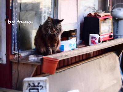 湖畔の猫ちゃん♪