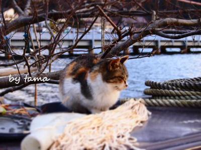 湖畔の猫ちゃん♪