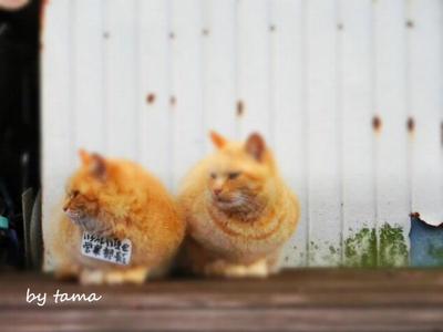 芦ノ湖の猫ちゃんNO2♪ マナーとか虐待とか・・・・