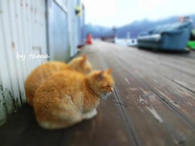 芦ノ湖の猫ちゃんNO2♪ マナーとか虐待とか・・・・