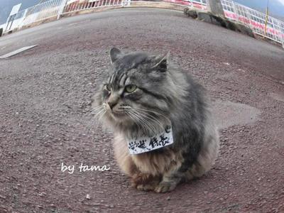 芦ノ湖の猫ちゃんNO2♪ マナーとか虐待とか・・・・