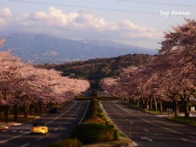 マイ動画♪ ヒーリングガムランで富士霊園桜並木