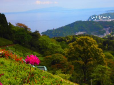 熱海姫の沢公園花まつり NO1 これから見頃