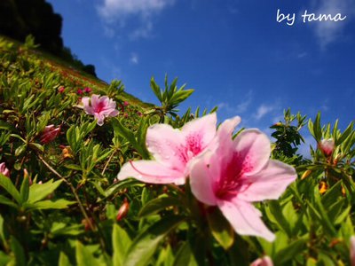 熱海姫の沢公園花まつり NO1 これから見頃