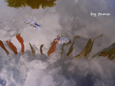 熱海 姫の沢公園花まつり NO2 鯉のぼり