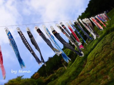 熱海 姫の沢公園花まつり NO2 鯉のぼり