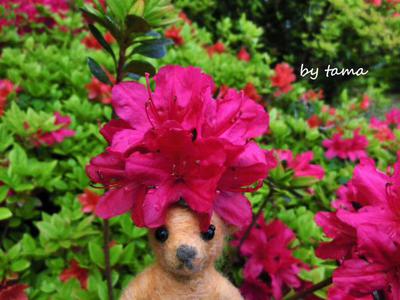 心が和むクマものがたり♪ 姫の沢公園番外編 お花になった僕