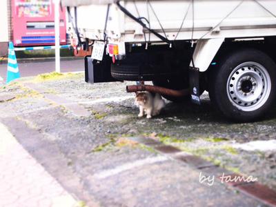 傷は男の勲章 小田原で出会った猫ちゃん