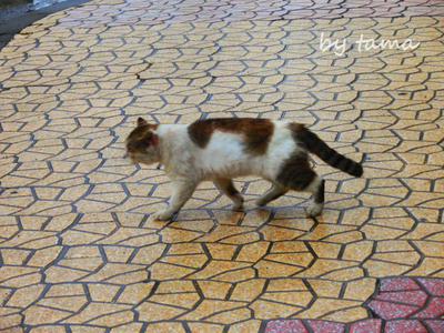 傷は男の勲章 小田原で出会った猫ちゃん