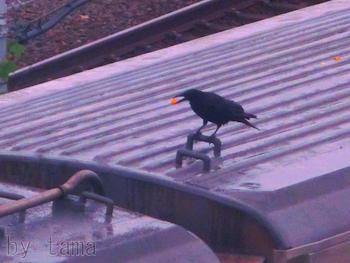 カラスのお遊び♪ からすが利口なわけ。