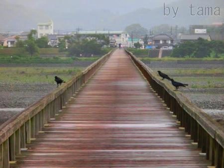 カラスのお遊び♪ からすが利口なわけ。