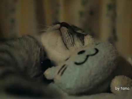 古い猫の写真集 素敵な子猫カリン エーゲ海の休日