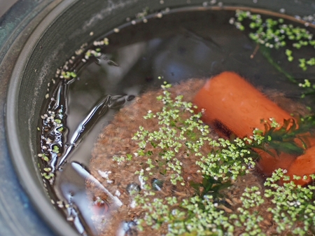 ついに氷が・・・ 夏休み自由研究??? めだかっち No10 ついに氷が・・・ 夏休み自由研究??? めだかっち No10