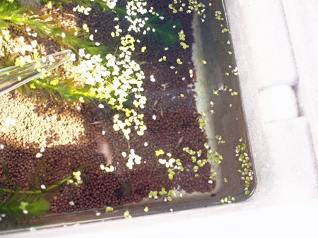 ついに氷が・・・ 夏休み自由研究??? めだかっち No10 ついに氷が・・・ 夏休み自由研究??? めだかっち No10