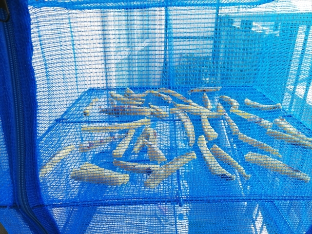 うまくできるかな??? うまくできるかな???
