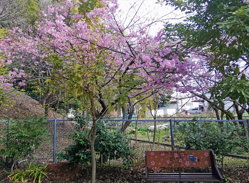もう5分咲きに♪ 家の近所の河津桜 もう5分咲きに♪ 家の近所の河津桜