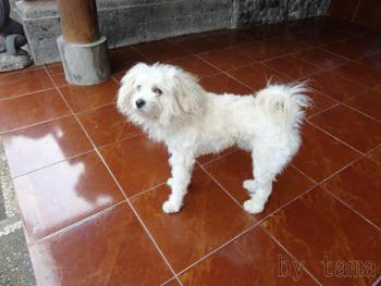暑さ対策 シーズー プードル仕様♪ バリ島テガララン宅の犬っち