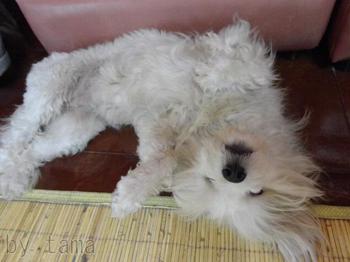 暑さ対策 シーズー プードル仕様♪ バリ島テガララン宅の犬っち