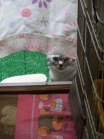 猫様専用ふりかけ♪ 健康志向のキャットフードとかのお話