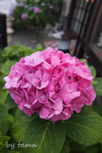 雨上がりの紫陽花