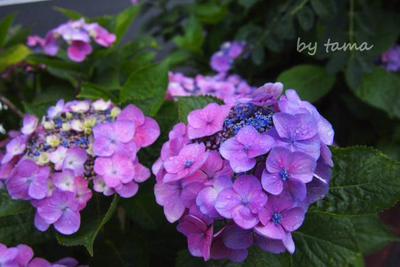 雨上がりの紫陽花