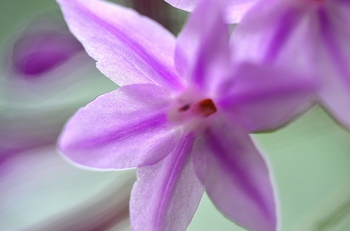 マクロで花