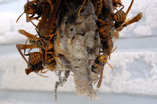 セグロアシナガバチの巣　2012