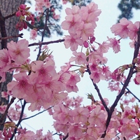 河津桜　～一足早い春の知らせ～
