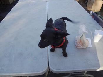Golden West College Swap Meet
