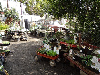 Old Towne Orange