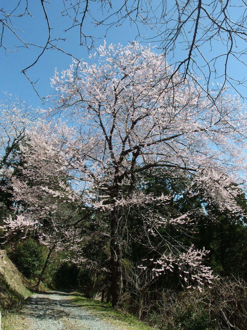 3/30発表版　桜速報in奥浜名湖　穴場スポットも教えます