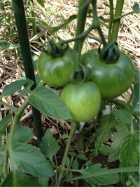 自然栽培のトマトを育てています