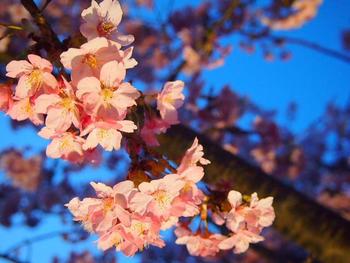 まつだ桜まつり~♪ その いち!!