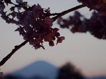 まつだ桜まつり~♪ その いち!!