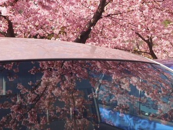 まつだ桜まつり~♪ その いち!!