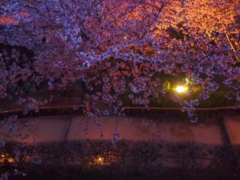 マイ動画♪ 1年がかり? まつだ桜まつり 桜&富士&夜景