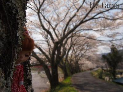Blythe with SAKURA