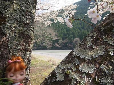 Blythe with SAKURA