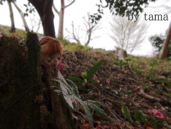 NO３　やすらぎの森　～Blythe　in　Forest～　散る椿
