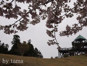 NO2 やすらぎの森 ~Blythe in Forest~ 桜