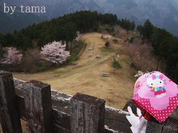NO2 やすらぎの森 ~Blythe in Forest~ 桜