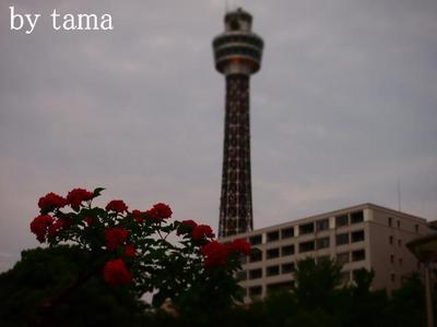 横浜 山下公園~♪