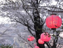桜トンネル~♪