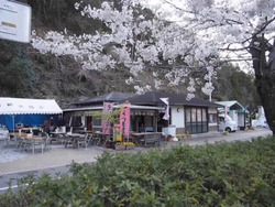 桜トンネル~♪