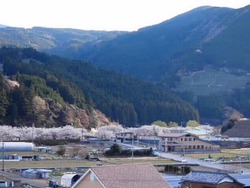 桜トンネル~♪