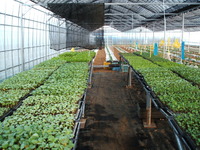 施設栽培の野菜