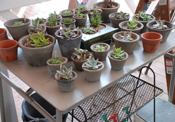 moss pot