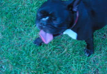 DOG RUN 3